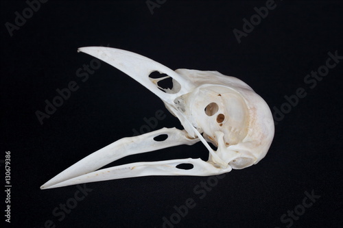 Crow skull isolated on black