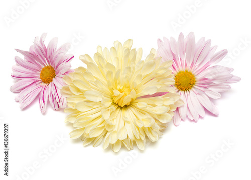 Yellow and pink chrysanthemum