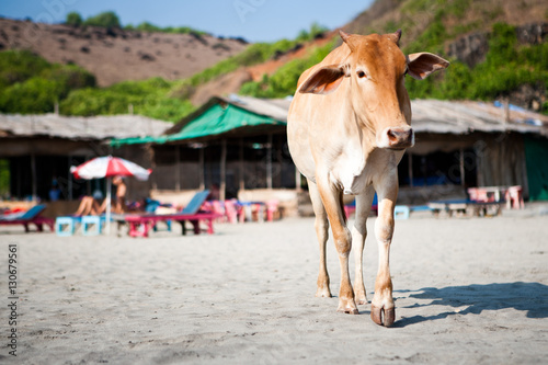 Корова на пляже в Индии, Гоа / Cow on the beach in India, Goa © lyubimtseva_k