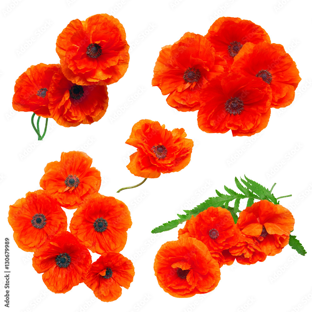 Obraz premium Collection poppy red flowers isolated on white background. Flat