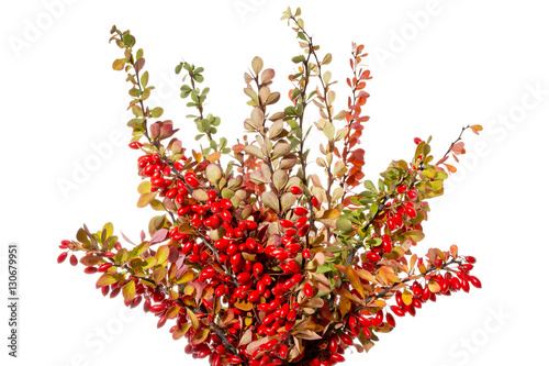 Barberry twigs of red berries on a white background. Ripe fruit of barberry in autumn.