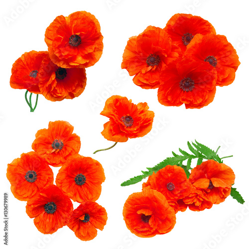 Collection poppy red flowers isolated on white background. Flat