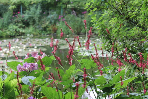 Claude Monet garden, Jiverny