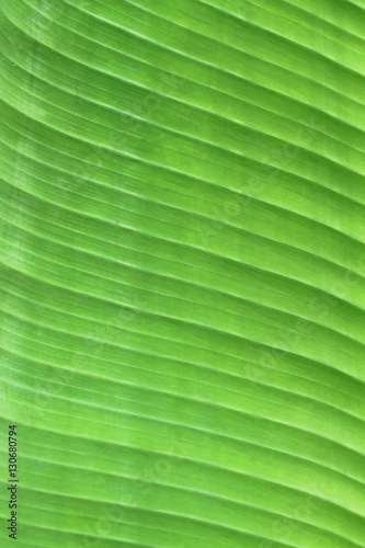 Banana leaf texture as natural background