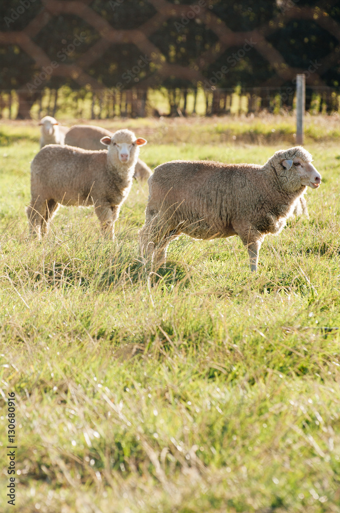 Obraz premium Sheep in field