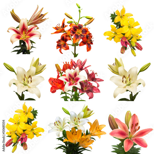 Collection lily flowers isolated on white background. Floristics