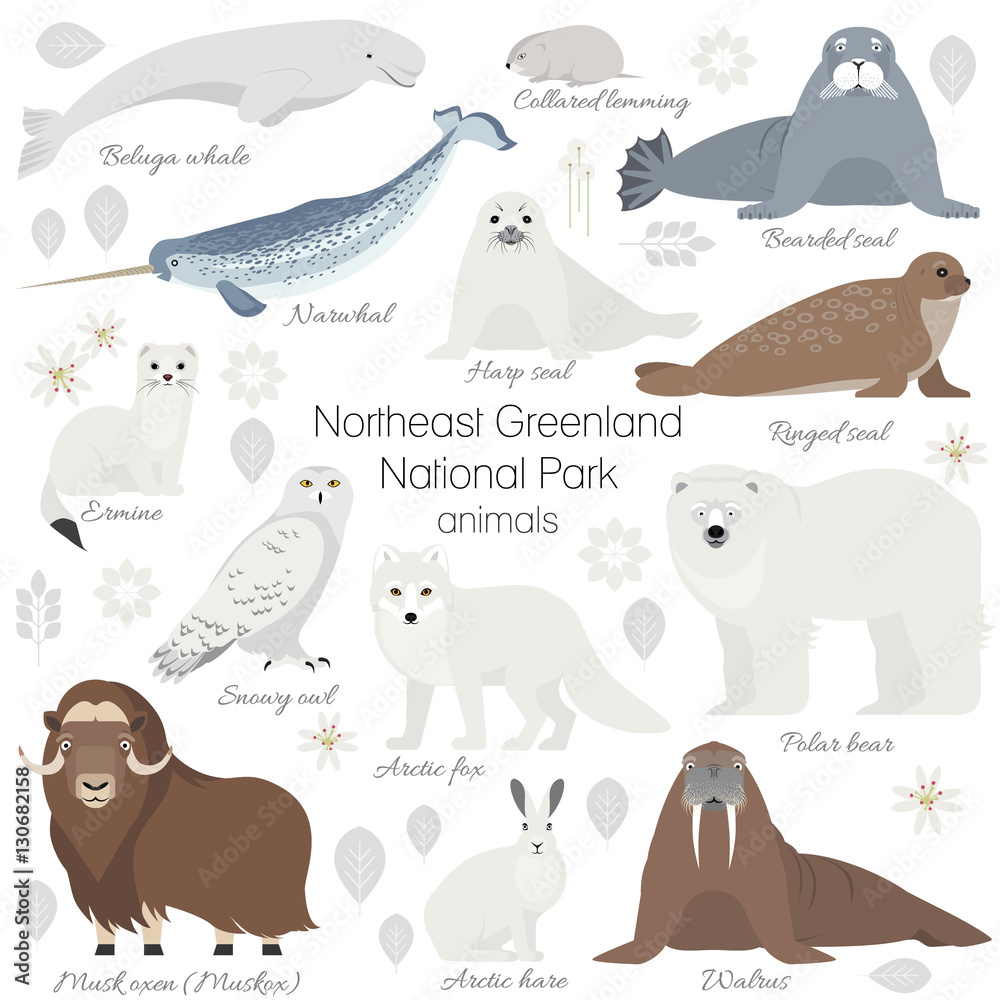 Greenland National park animal set. White polar bear, narwhal, whale, musk  ox, seal, walrus, arctic fox, ermine rabbit arctic hare Stock Vector |  Adobe Stock
