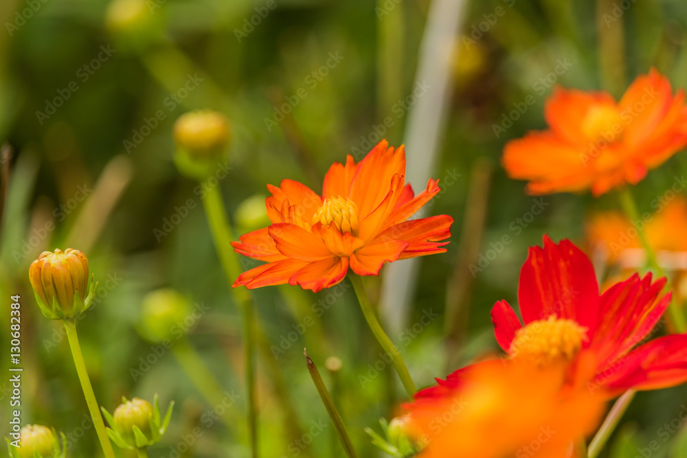 Orange cosmos flower in the field with green background. Orange cosmos flower in the field with green background.