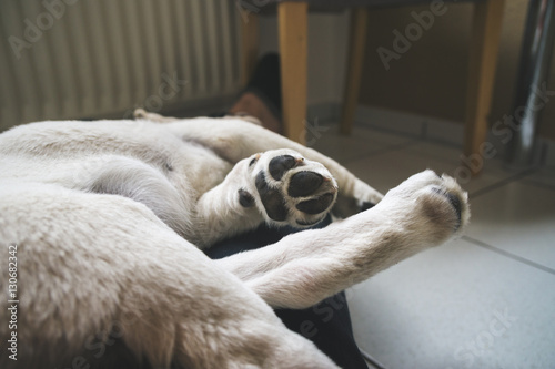 Fototapeta Naklejka Na Ścianę i Meble -  müder kleiner labrador retriever hund schläft mit kleinen pfoten gestreckt