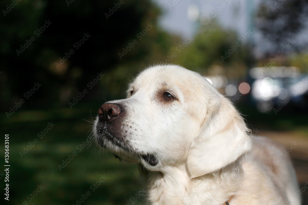 Young white labrador portrait