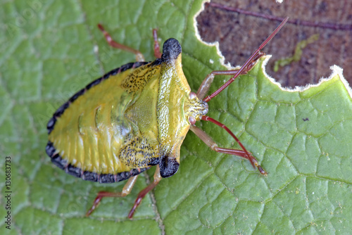 Bug sighted in remnants of Atlantic Rainforest