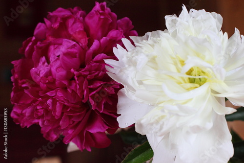 Fototapeta Naklejka Na Ścianę i Meble -  red and white peonies