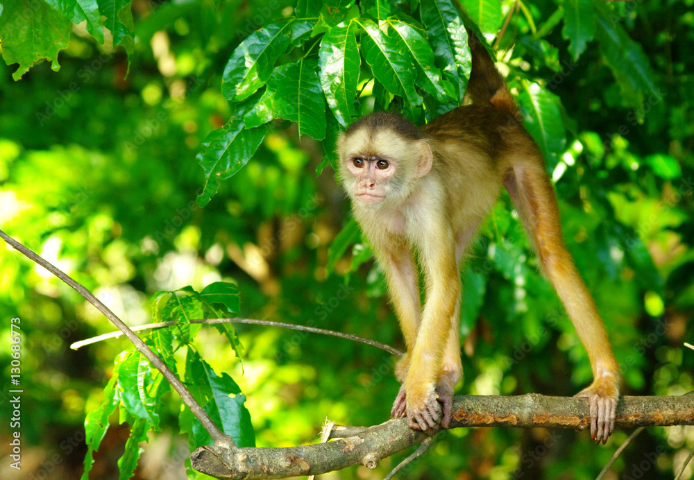White headed capuchin