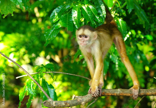 Obraz na płótnie White headed capuchin w salonie