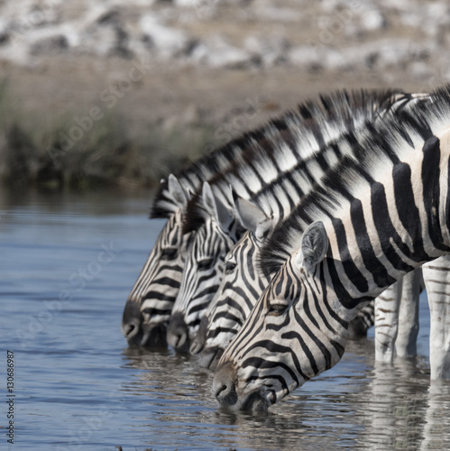 Drinking Zebras