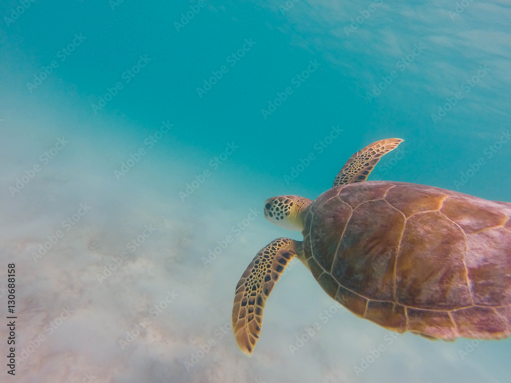 Obraz premium Sea turtle swimming in clear caribbean sea