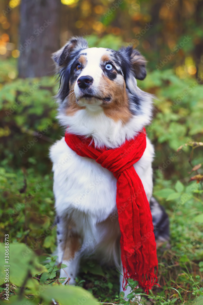 Merle Australian Shepherd dog sitting in the forest with a red scarf around its neck