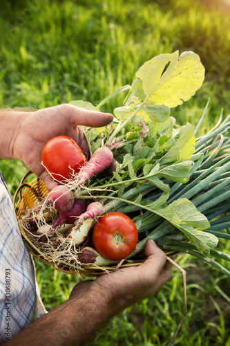 Vegetable picking – fresh vegetables in farmer’s hands