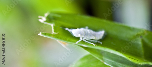 Transparent nymph of leafhopper on green leaf photo