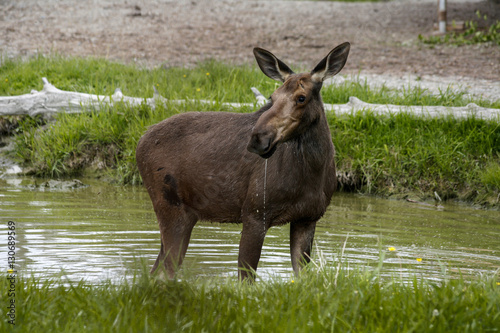alert female moose