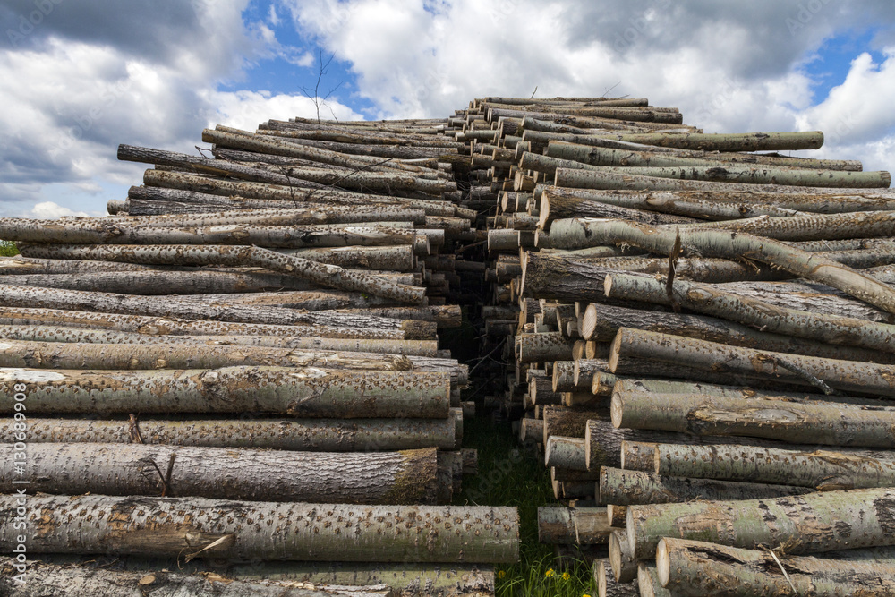 poplar trees ready for pickup poplar trees ready for pickup