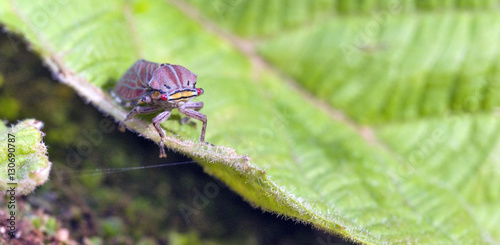 Colorful leafhopper on green leaf photo