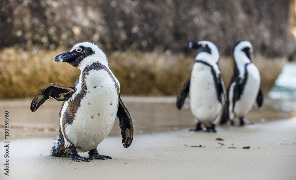 Obraz premium African penguin ( Spheniscus demersus)