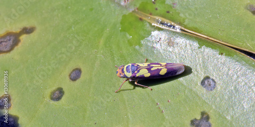 Colorful leafhopper on green leaf photo