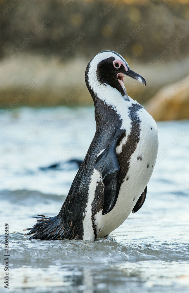 Fototapeta premium African penguin ( Spheniscus demersus)