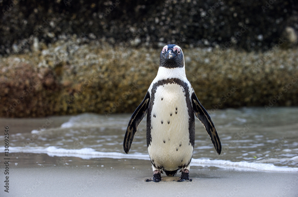 Obraz premium African penguin ( Spheniscus demersus)