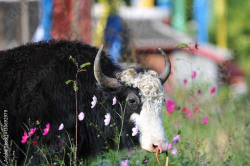 A yak behind a bush of flowers at a field during autumn. photo