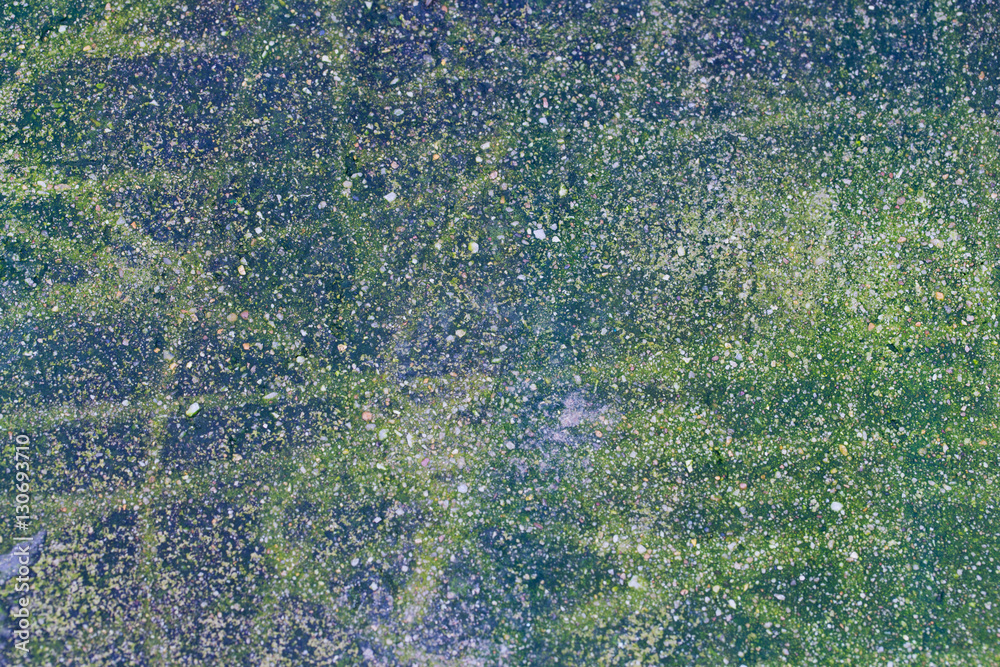 Road surface with moss Road surface with moss