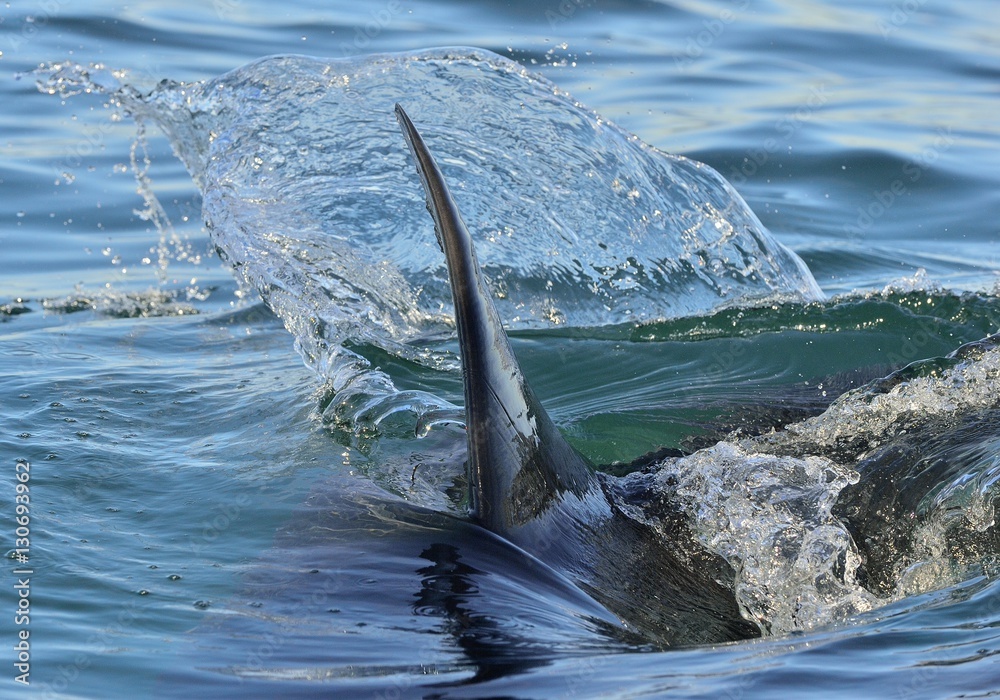 Obraz premium Shark fin above water. Closeup Fin of a Great White Shark (Carcharodon carcharias), swimming at surface, False Bay, South Africa, Atlantic Ocean 