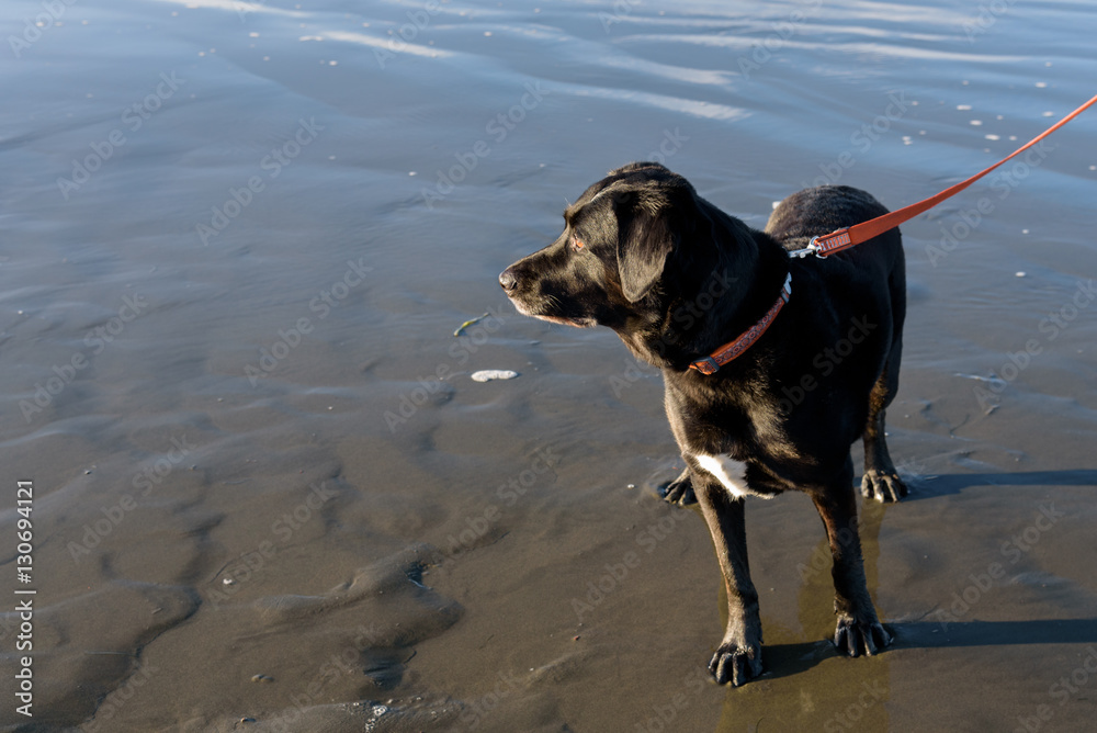 Black dog on a orange leash walking at the beach
Black dog on a orange leash walking at the beach