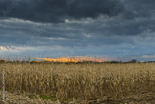 Corn Field Sunset