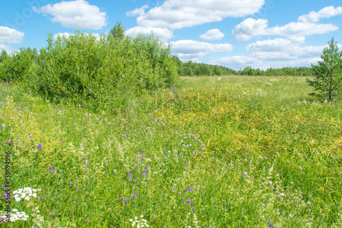 Russian green lush meadow with flowers landscape