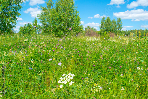 Russian green wild meadow with flowers landscape