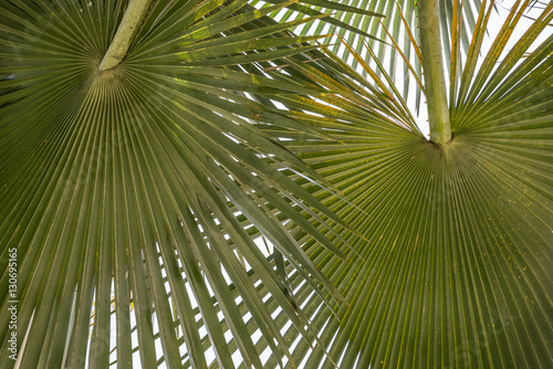 Background leaves palm leaves