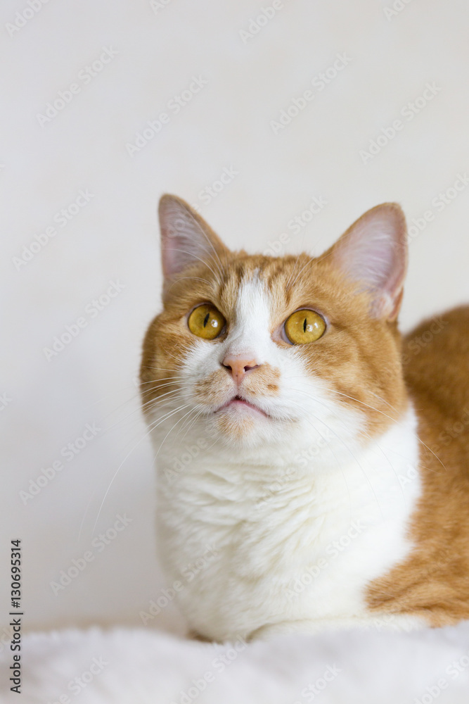 Portrait of orange tabby and white cat on white background.