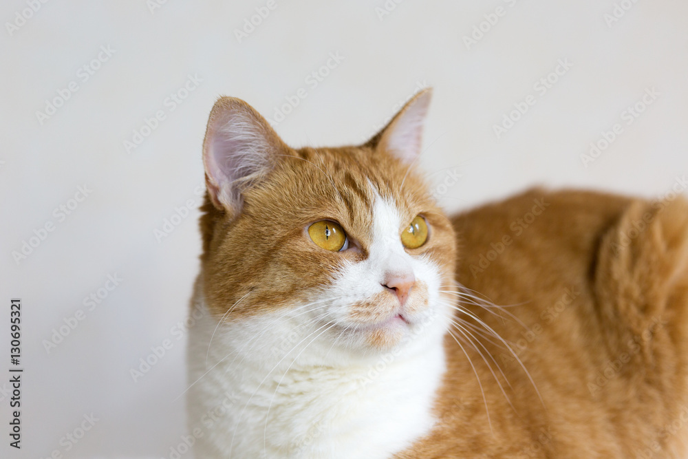 Portrait of orange tabby and white cat on white background.