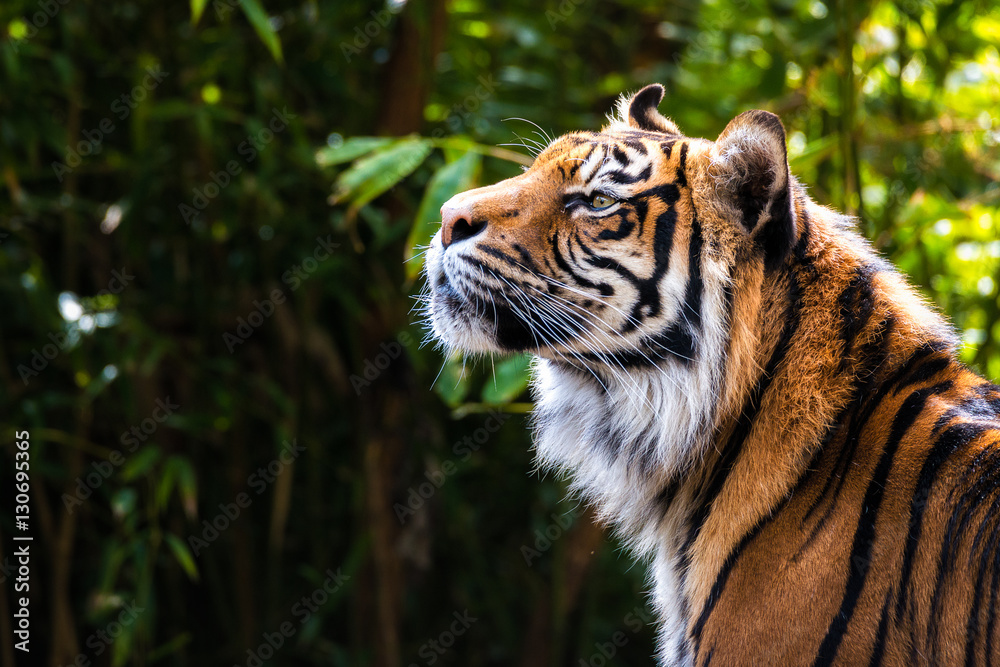 Bengal Tiger catches a scent in the air
