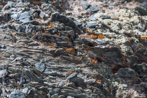 light red-brown, Lichens or rock fungus on a rock texture on Mountain in Ulgii : Mongolia .