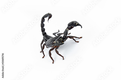 Scorpion Chang © suphatphong