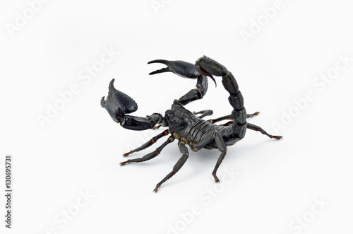 Scorpion Chang. © suphatphong