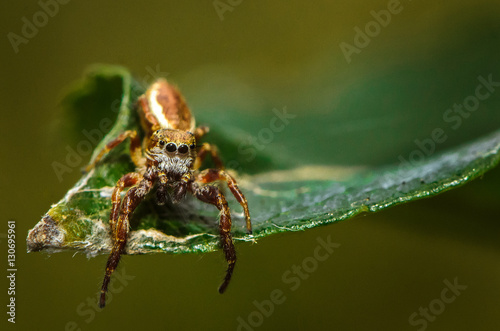 Jumping Spider Waiting on Leaf
