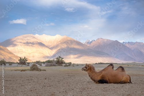 Bactrian Camel for tourist riding in Nubra valley  Lhe Ladakh.