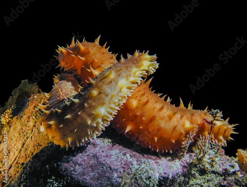 California Sea Cucumber Love

A pair of California Sea Cucumbers (Parastichopus californicus) embracing at a cold dark depth of 85 ft.