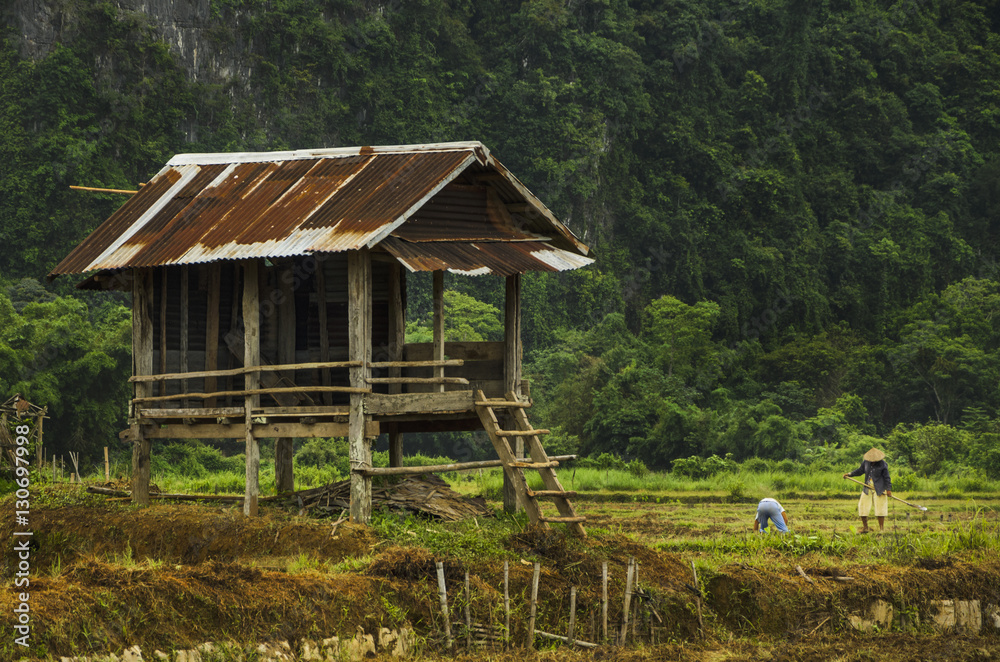 Rice farmers in their field in Laos Rice farmers in their field in Laos