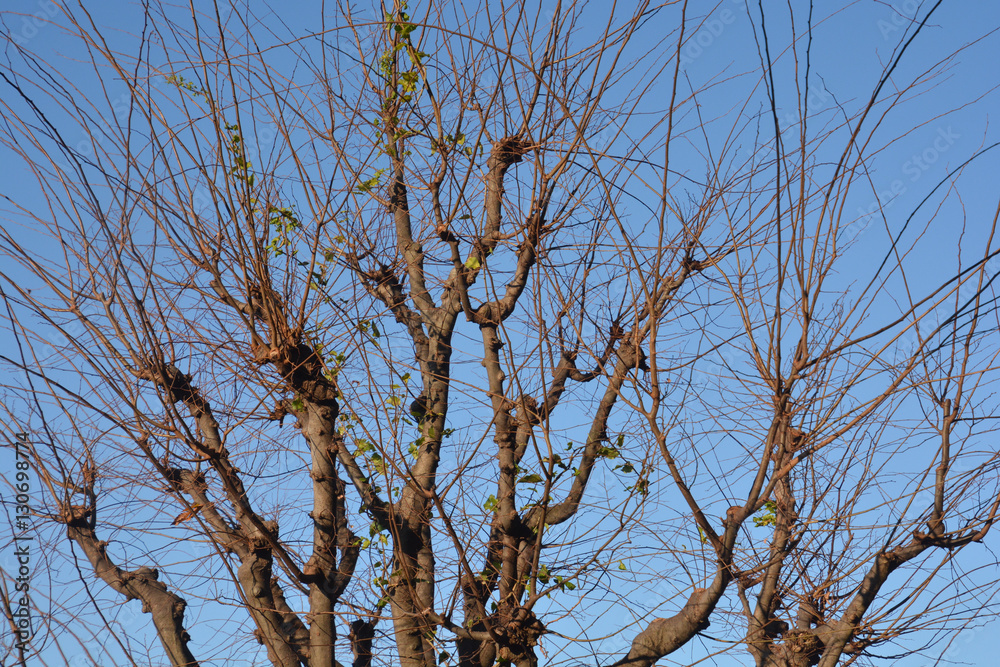Look up at the trees Look up at the trees