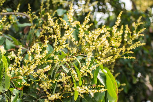 Longan Flower, agriculture in Thailand asia